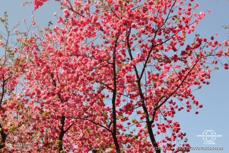 成都早春最全樱花地图来了，打卡超出片！